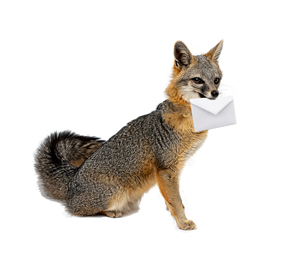 Fox with envelope in its mouth